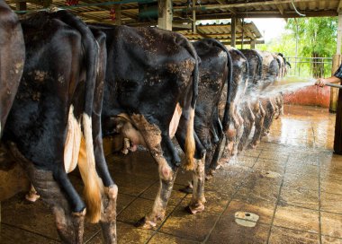 Çiftlikteki ahırda süt sağarken inekleri sağmak