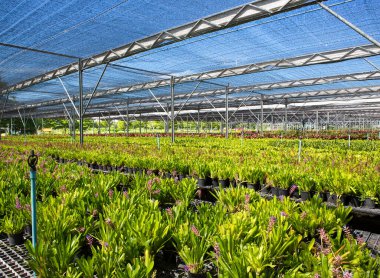 Seralardaki fidanlar ve taze bitkiler..