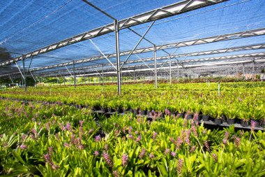 Seralardaki fidanlar ve taze bitkiler..