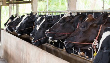 Çiftlikteki ahırda süt sağarken inekleri sağmak