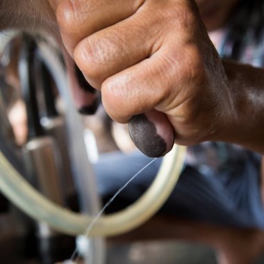 Bir ineği elle sağmak.