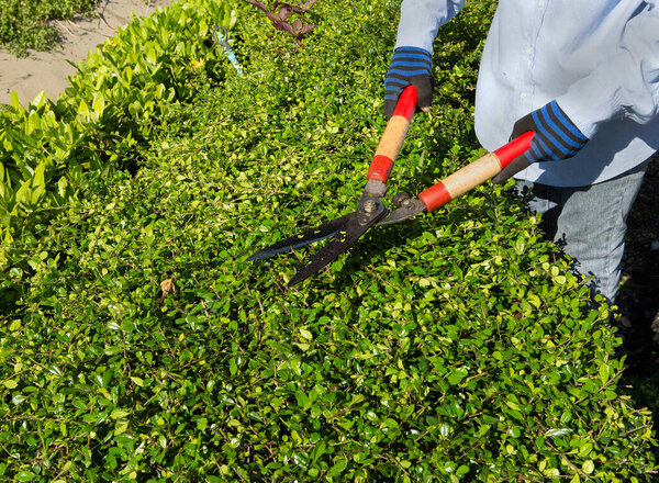 Professional gardener pruning an hedge