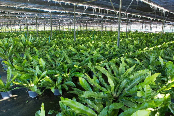 Rows Seedlings Young Plants Greenhouses — Stock Photo, Image