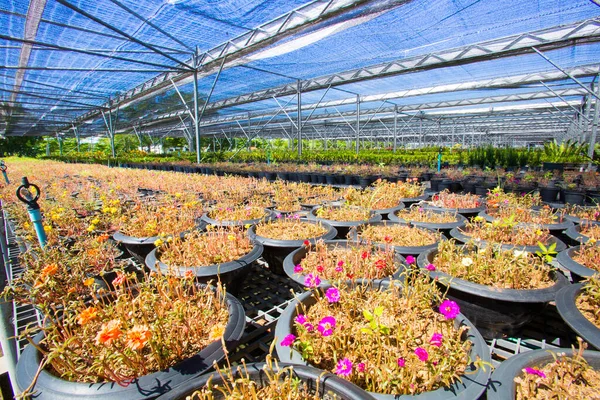 Seralardaki fidanlar ve taze bitkiler..