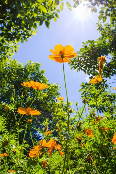 Fleurs Jaunes Contre Ciel — Photo