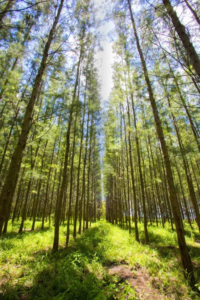 Vista Della Trama Pino — Foto Stock