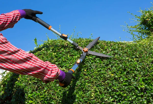 Jardineiro Profissional Poda Uma Sebe — Fotografia de Stock