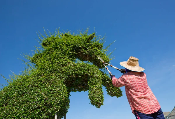 Profi Gärtner Schneidet Eine Hecke — Stockfoto