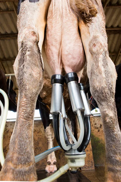 Instalação Ordenha Vacas Equipamento Ordenha Mecanizado — Fotografia de Stock