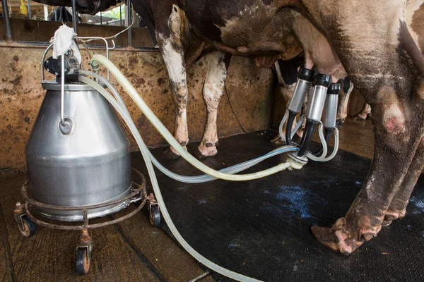 牛の搾乳設備及び機械式搾乳設備 — ストック写真