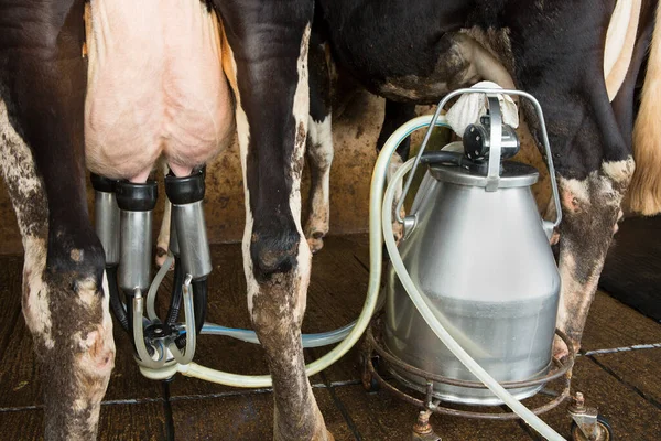 Planta Ordeño Vacas Equipo Ordeño Mecanizado — Foto de Stock