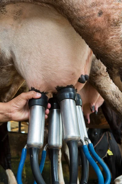 牛の搾乳設備及び機械式搾乳設備 — ストック写真