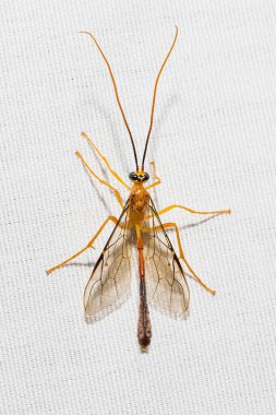 Beyaz tuval arkaplanda gece böcekleri tünemektedir