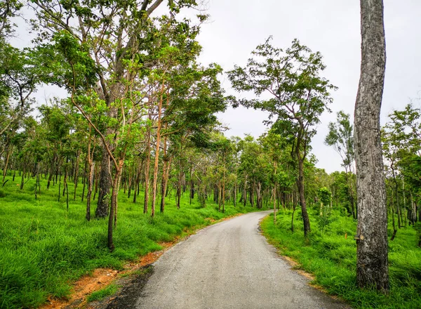 自然のための完全な熱帯雨林の道を歩く — ストック写真