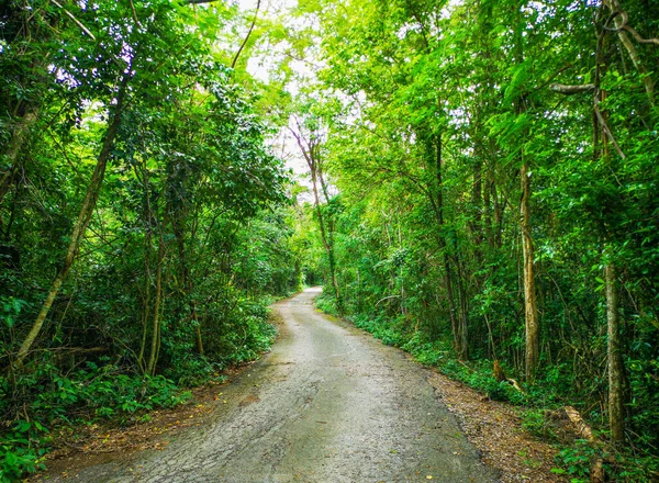 Повна Тропічна Дорога Прогулянок Природі — стокове фото