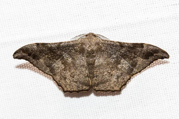 Diverse Kleurrijke Nachtvlinders Witte Doek Achtergrond — Stockfoto