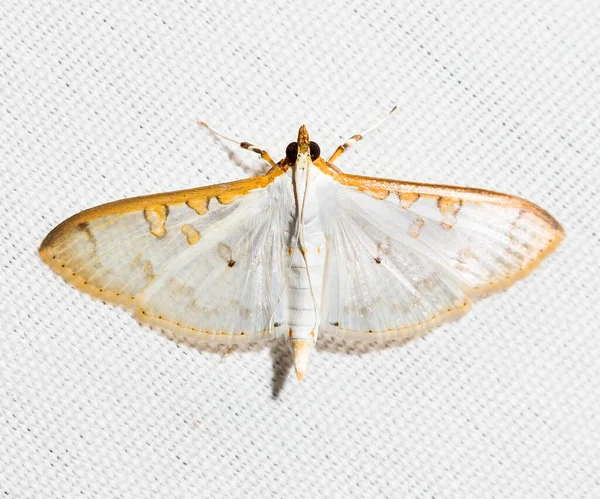 Various Colorful Moths White Canvas Background — ストック写真