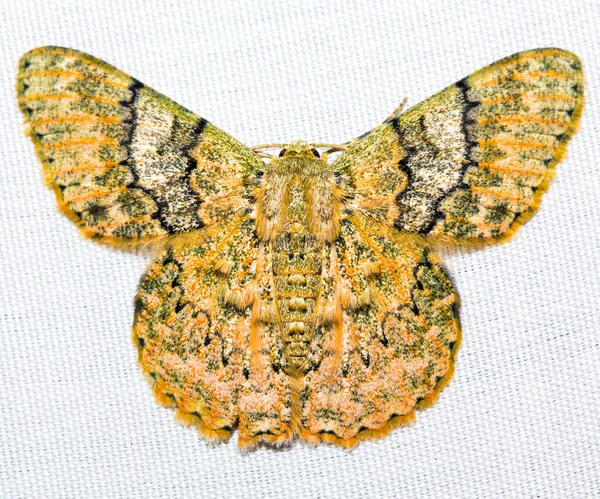 Various Colorful Moths White Canvas Background — Fotografia de Stock