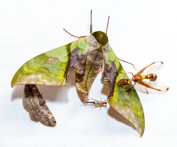 Various Colorful Moths White Canvas Background — ストック写真