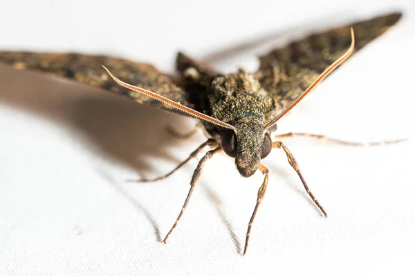 Various Colorful Moths White Canvas Background — Fotografia de Stock