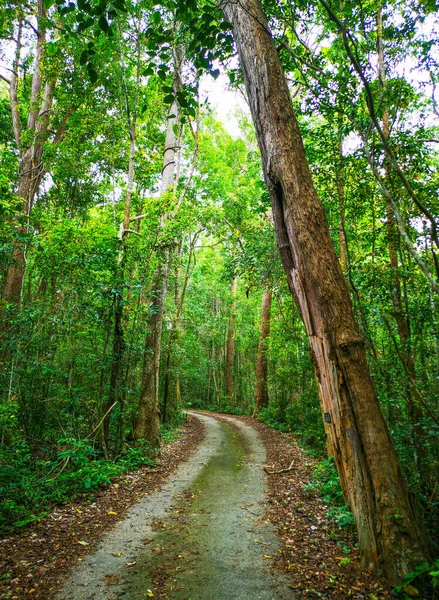 Complete Rainforest Road Nature Walks — Photo