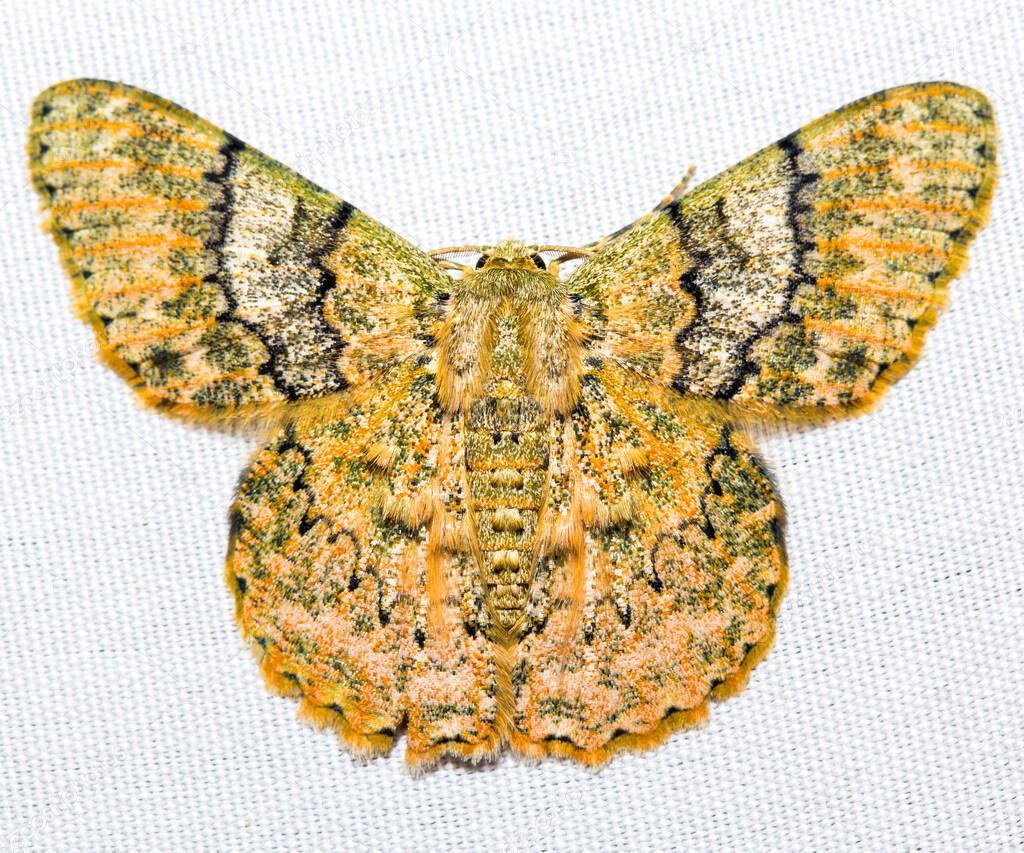 Various colorful moths on white canvas background.
