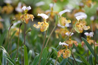 Paphiopedilum villosum bahçede sergilenecek.