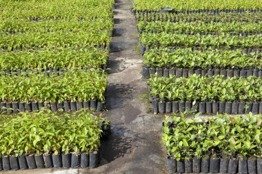 Ulusal Park 'ta fidan dikme sahaları