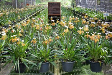 Paphiopedilum villosum bahçede sergilenecek.