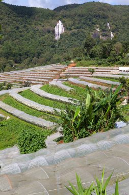 Turistleri sergilemek için bitki yetiştirilen seralar