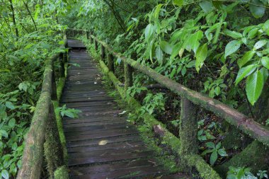 Ormandaki tahta köprü.