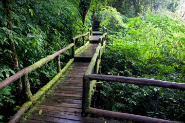 Ormandaki tahta köprü.