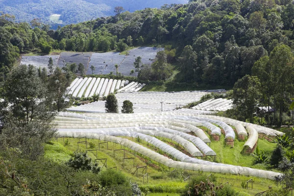 Greenhouses Growing Plants Showcase Tourists — Stock Photo, Image