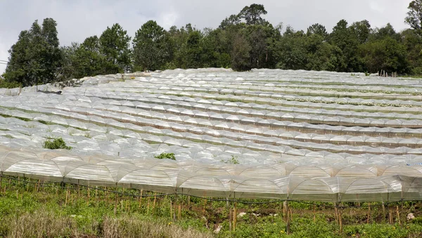 Greenhouses Growing Plants Showcase Tourists — Stock Photo, Image