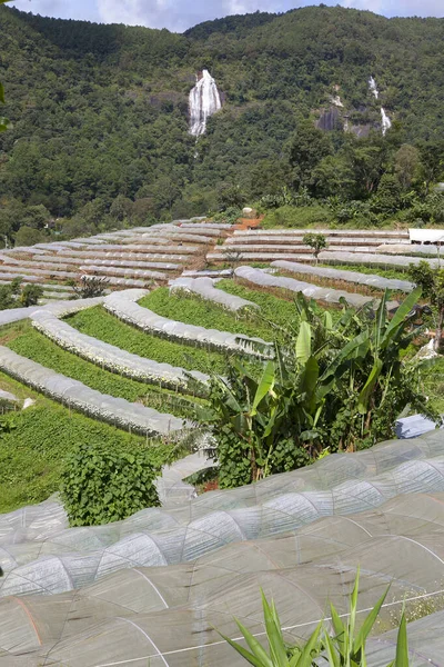 Greenhouses Growing Plants Showcase Tourists —  Fotos de Stock