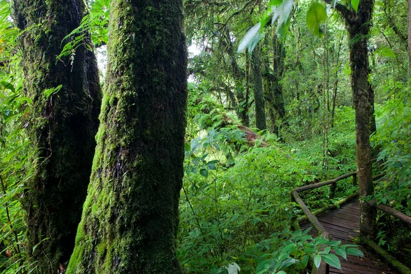 Puente Madera Bosque — Foto de Stock