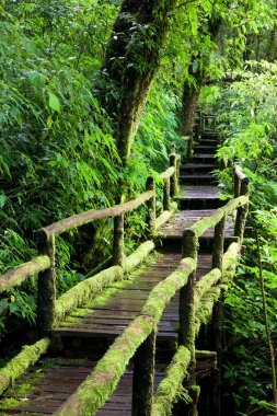 Ormandaki tahta köprü.