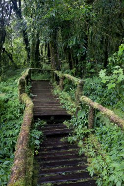 Ormandaki tahta köprü.