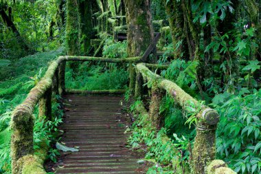 Ormandaki tahta köprü.