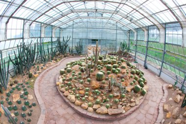 Bahçede kuraklığa dayanıklı kaktüs