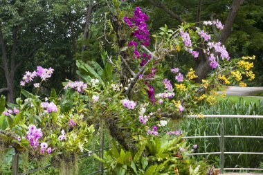 Bahçede peyzaj. Bahçedeki patika.