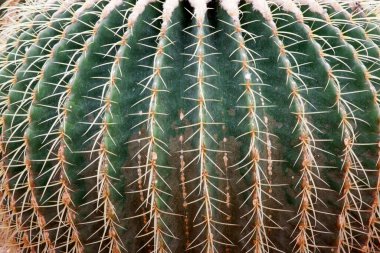 Bahçede kuraklığa dayanıklı kaktüs