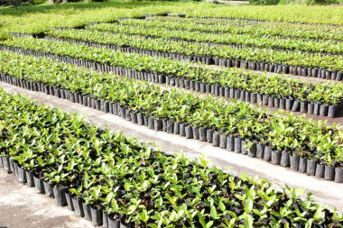 Ulusal Park 'ta fidan dikme sahaları