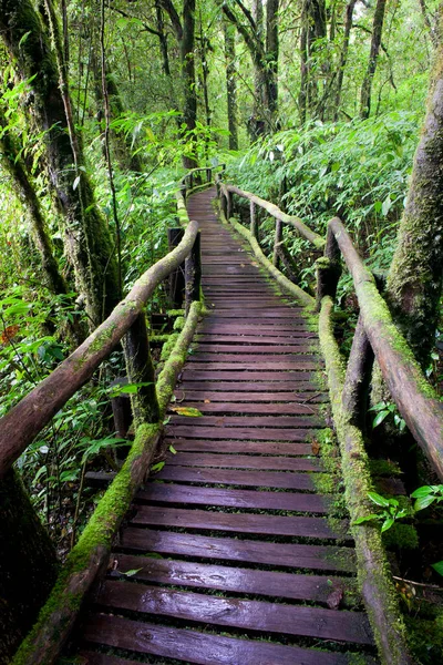 Ponte Legno Nel Bosco — Foto Stock