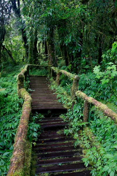 Ponte Legno Nel Bosco — Foto Stock