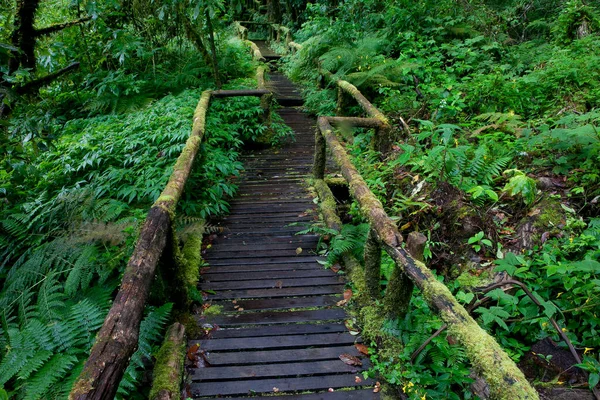 Ormandaki tahta köprü.