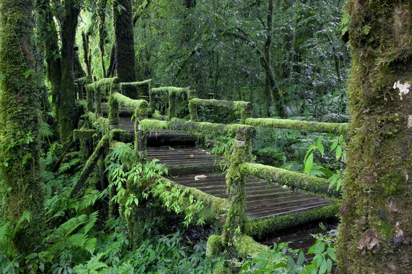 Ormandaki tahta köprü.