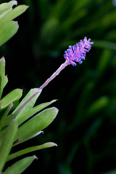 Purple Orchid Growing Garden Black Background — Photo