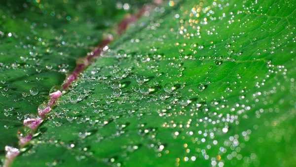 Water Droplets Rain Lotus Leaf — Fotografia de Stock