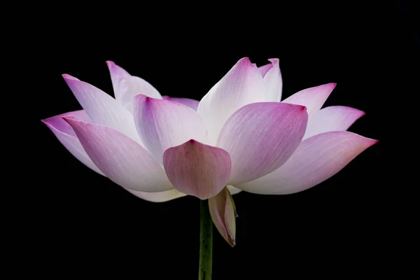 Lotus Flower Planted Garden — Photo